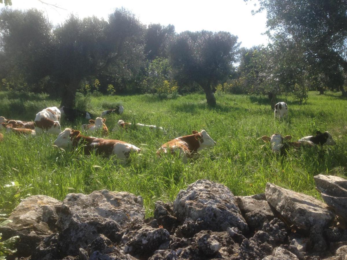 B&B Masseria Nuove Caselle Villa Castelli 外观 照片