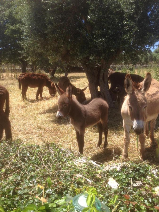 B&B Masseria Nuove Caselle Villa Castelli 外观 照片